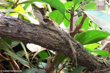 Gezackter Helmleguan (Corytophanes hernandesii) im Zoo Frankfurt