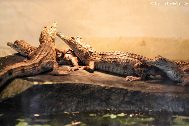 Junge Australische Süßwasserkrokodile (Crocodylus johnstoni)