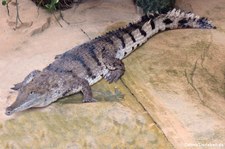 Australisches Süßwasserkrokodil (Crocodylus johnstoni) im Zoo Frankfurt