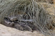 Gesprenkelte Felsen-Klapperschlange (Crotalus lepidus lepidus) im Zoo Frankfurt