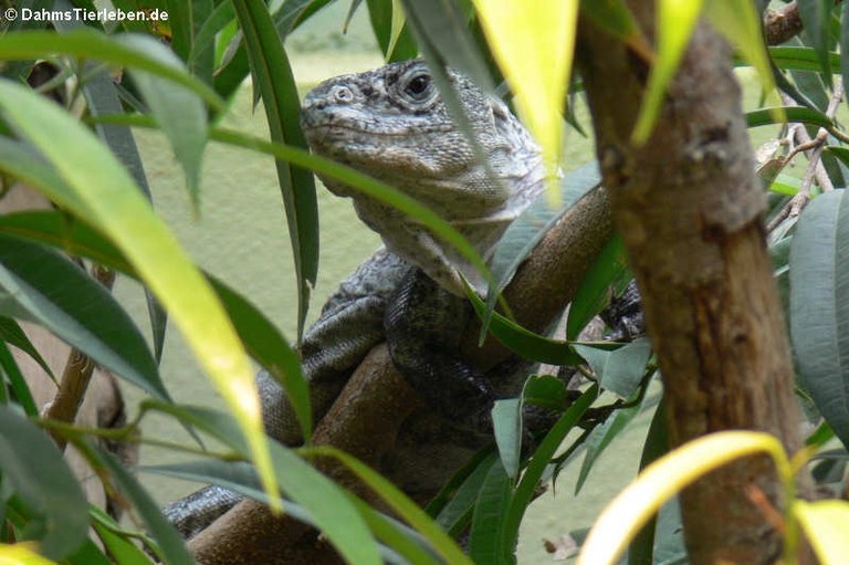 Ctenosaura bakeri