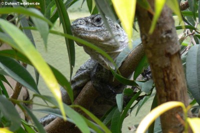 Utila-Leguan (Ctenosaura bakeri)