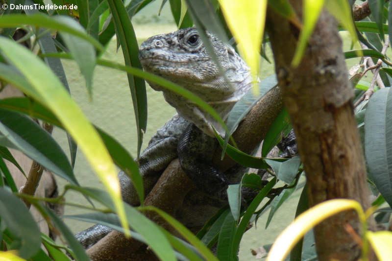 Utila-Leguan (Ctenosaura bakeri)