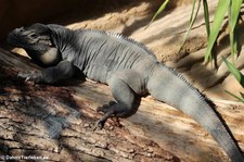 Nashornleguan (Cyclura cornuta) im Zoo Frankfurt