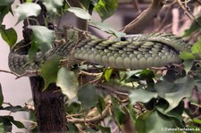 Grüne Mamba (Dendroaspis viridis) im Zoo Frankfurt