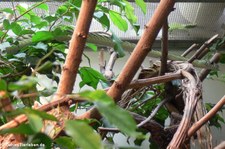 Grüne Mamba (Dendroaspis viridis) im Zoo Frankfurt