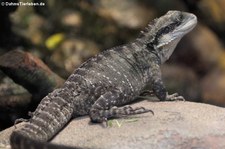 Australische Wasseragame (Intellagama lesueurii) im Zoo Frankfurt