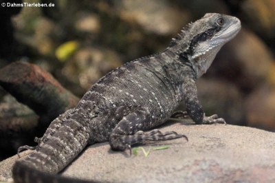 Australische Wasseragame (Intellagama lesueurii)