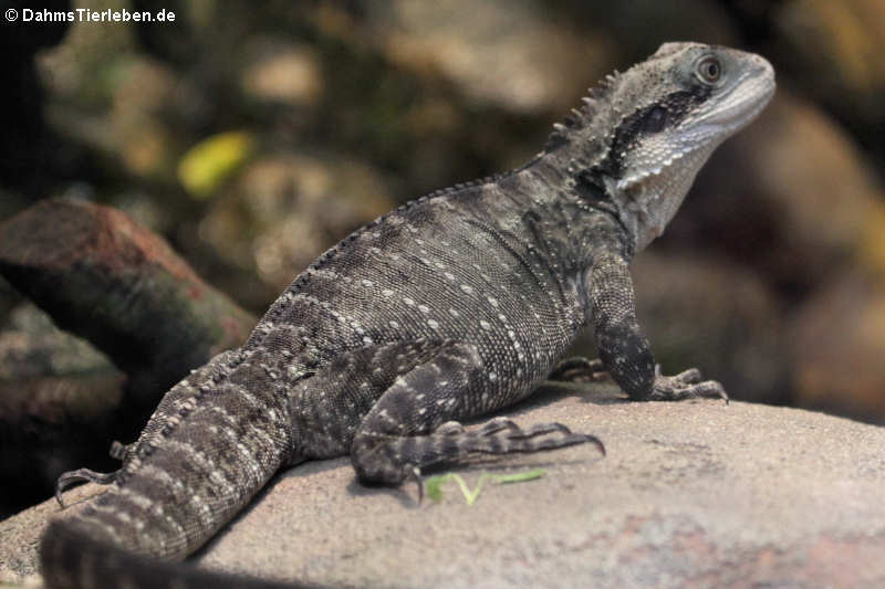 Australische Wasseragame (Intellagama lesueurii)