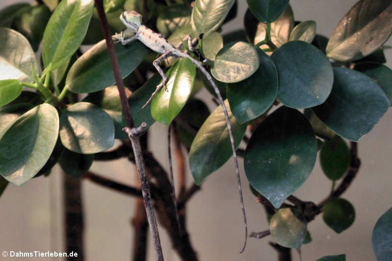 Helmkopfbasilisk Laemanctus serratus-1