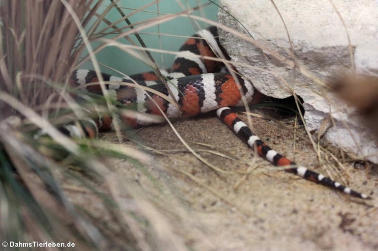 Lampropeltis pyromelana