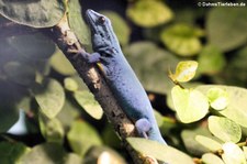 Türkisblauer Zwerggecko (Lygodactylus williamsi) im Zoo Frankfurt