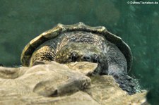 Geierschildkröte (Macrochelys temminckii) im Zoo Frankfurt