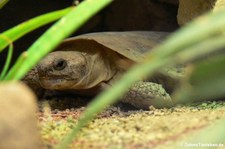 Spaltenschildkröte (Malacochersus tornieri) im Zoo Frankfurt