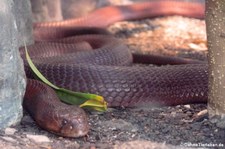 Rote Speikobra (Naja pallida) im Zoo Frankfurt