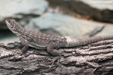 Vierfleck-Madagaskarleguan (Oplurus quadrimaculatus) im Zoo Frankfurt