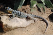 Blauer Felsenleguan (Petrosaurus thalassinus) im Zoo Frankfurt