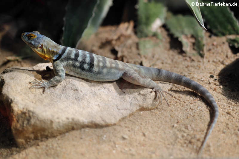 Blauer Felsenleguan (Petrosaurus thalassinus)