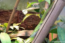 Großer Madagaskar Taggecko (Phelsuma grandis) im Zoo Frankfurt/Main