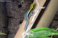 Blauer Bambustaggecko (Phelsuma klemmeri) im Zoo Frankfurt/Main