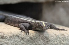 Riesen-Plattgürtelechse (Platysaurus imperator) im Zoo Frankfurt