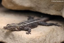 Riesen-Plattgürtelechse (Platysaurus imperator) im Zoo Frankfurt