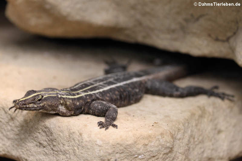 Platysaurus imperator-2