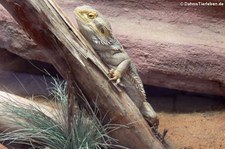 Streifenköpfige Bartagame (Pogona vitticeps) im Zoo Frankfurt