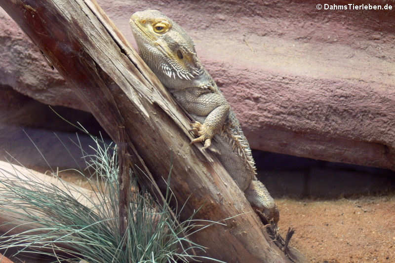 Bartagame (Pogona vitticeps)