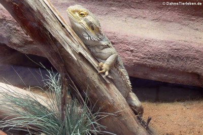 Bartagame (Pogona vitticeps)