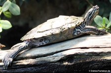 Sägerücken-Schildkröte (Graptemys nigrinoda) im Zoo Frankfurt