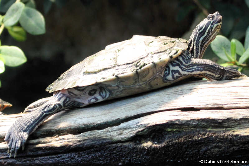Sägerücken-Schildkröte (Graptemys nigrinoda)
