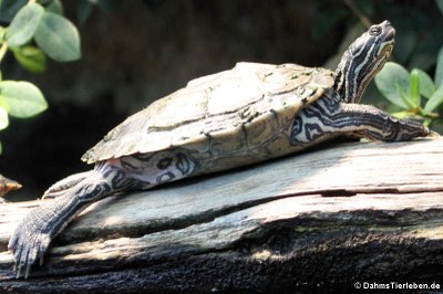 Sägerücken-Schildkröte (Graptemys nigrinoda)