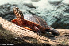 Östliche Zierschildkröte (Chrysemys picta picta) im Zoo Frankfurt