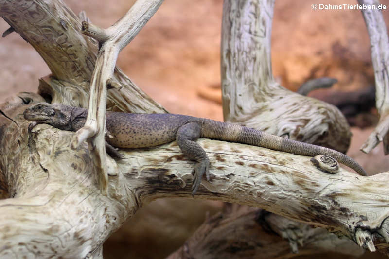 Chuckwalla (Sauromalus ater)