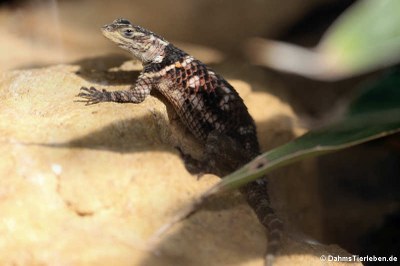 McDougall-Stachelleguan (Sceloporus macdougalli)