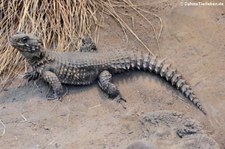 Riesengürtelschweif (Smaug giganteus) im Zoo Frankfurt