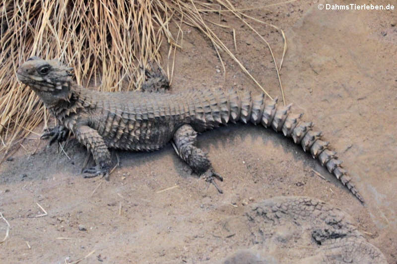 Riesengürtelschweif (Smaug giganteus)