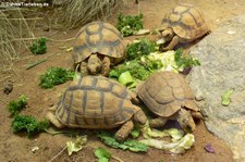 Ägyptische Landschildkröten (Testudo kleinmanni) im Zoo Frankfurt