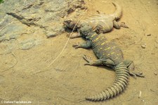 Bunte Dornschwanzagame (Uromastyx ornata ornata) im Zoo Frankfurt