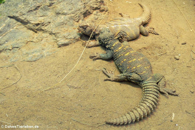 Bunte Dornschwänze Uromastyx ornata ornata-1