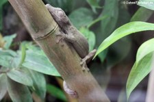 Madagaskar-Plattschwanzgecko (Uroplatus fimbriatus) im Zoo Frankfurt