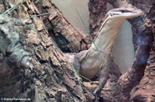 Glauerts Felsenwaran (Varanus glauerti) im Zoo Frankfurt