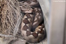 Europäische Hornotter (Vipera ammodytes ammodytes) im Zoo Frankfurt