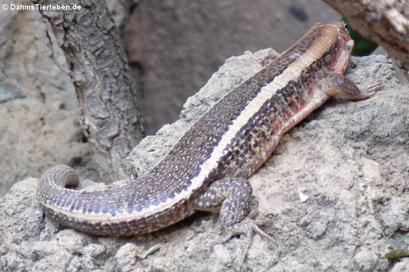 Breitschwanz-Ringelschildechse (Zonosaurus laticaudatus)