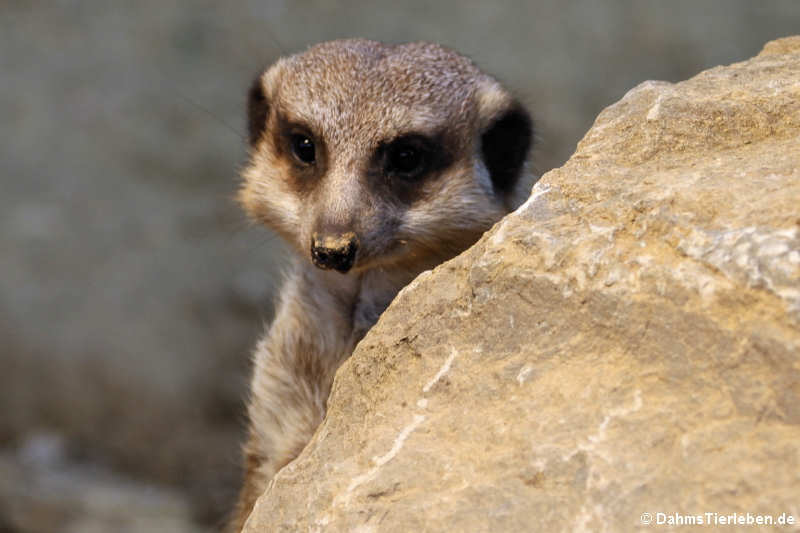 Erdmännchen (Suricata suricatta)