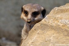 Erdmännchen (Suricata suricatta) im Zoo Frankfurt