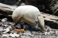 Südliches Kugelgürteltier (Tolypeutes matacus) im Zoo Frankfurt