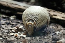 Südliches Kugelgürteltier (Tolypeutes matacus) im Zoo Frankfurt