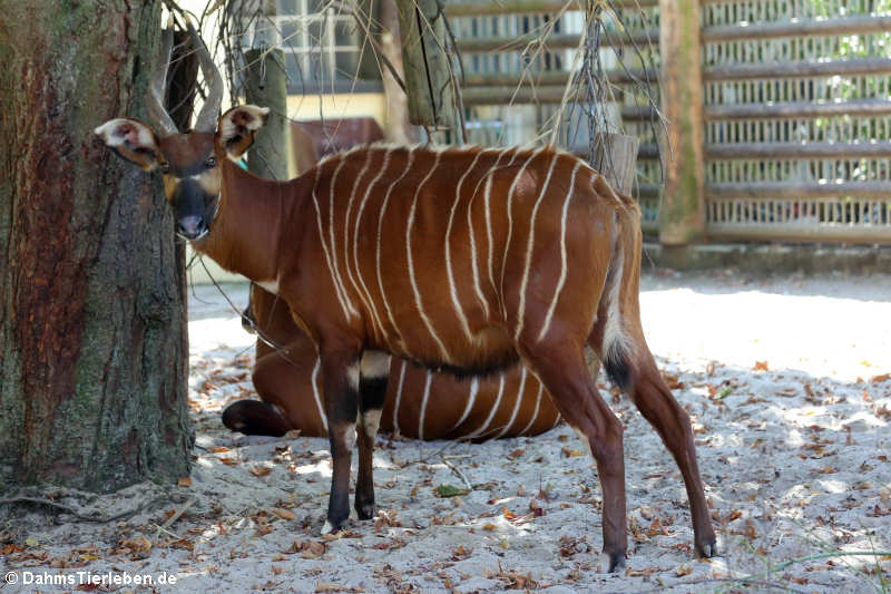 Östlicher Bongo (Tragelaphus eurycerus isaaci)